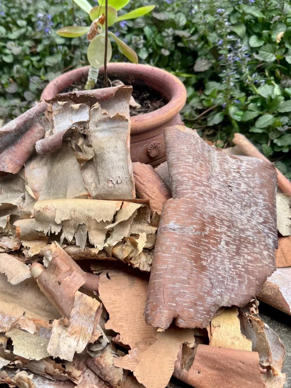Beautifully Textured Natural River Birch Bark